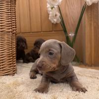 Cuccioli di bassotti blu M e F