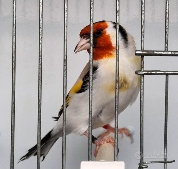 pogoda climat
