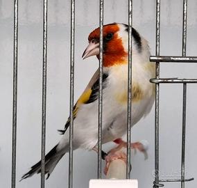 Cardellini Major Maschi 2025