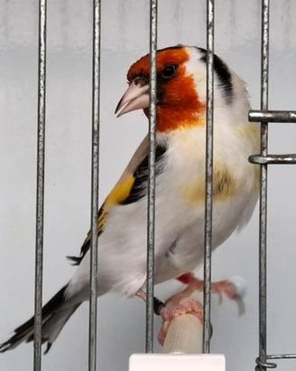 Cardellini Major Maschi 2025