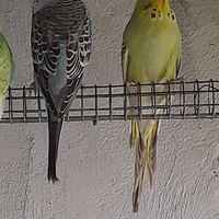 Coppia di cocorite inglesi