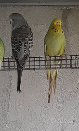 Coppia di cocorite inglesi