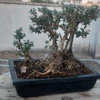 bonsai di olivo con nebari su pietra