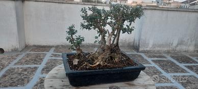 bonsai di olivo con nebari su pietra