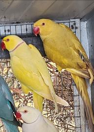 Coppia collari M pallid green F Grey green pied 21