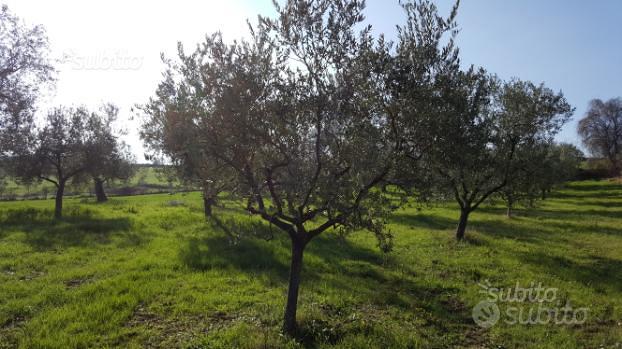 Terreno 10499 metri coriano rimini(loc. pedrolara) - Vista 3