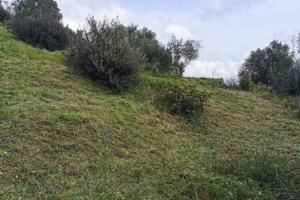 Terreno agricolo