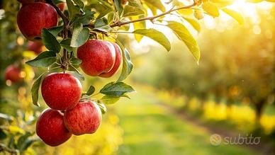 Frutteto esclusivo in splendida posizione a Nalles