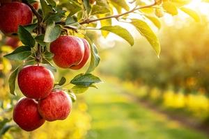 Frutteto esclusivo in splendida posizione a Nalles
