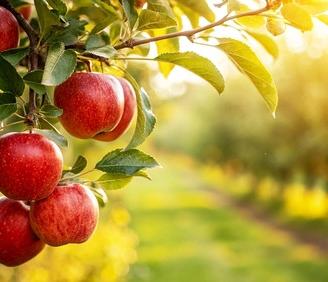 Frutteto esclusivo in splendida posizione a Nalles