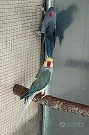 coppia di parrocchetti dal collare. 