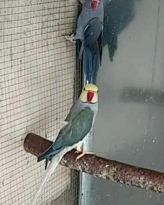 coppia di parrocchetti dal collare. 
