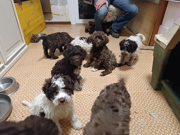 Cuccioli Lagotto Romagnolo