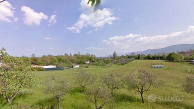 Terreno agricolo con ulivi