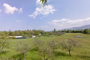 Terreno agricolo con ulivi