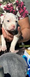 American pitbull terrier