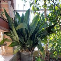 Piante sempreverdi in vaso