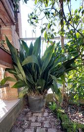 Piante sempreverdi in vaso