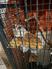 Petauro dello zucchero