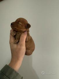 Barboncino Barboncina mini