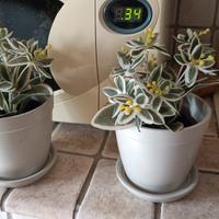 due vasetti coccio beige con sottovaso e due piant