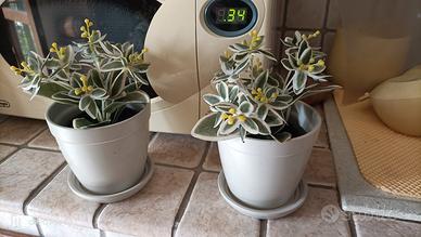 due vasetti coccio beige con sottovaso e due piant