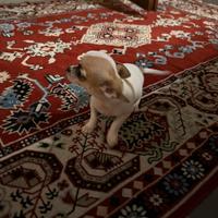 Cucciolo di chihuahua pelo corto