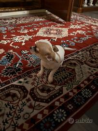 Cucciolo di chihuahua pelo corto