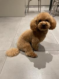 Barboncino toy maschio per monta