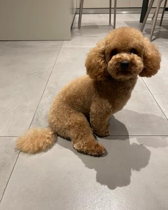 Barboncino toy maschio per monta