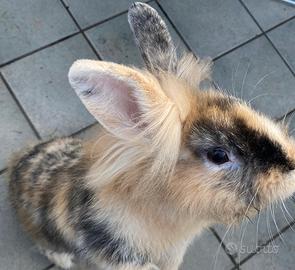 Coniglio testa di leone