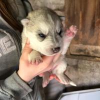 Siberian husky