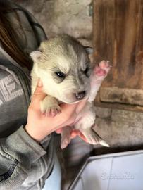 Siberian husky