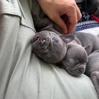 Cuccioli di bouledogue francese Liliac