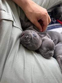 Cuccioli di bouledogue francese Liliac