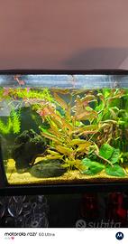acquario fluval  Flex 59l