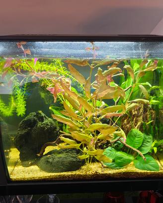 acquario fluval  Flex 59l