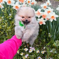 Volpino pomerania TOY di 2 mesi cucciolo