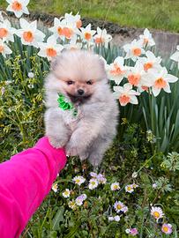 Volpino pomerania TOY di 2 mesi cucciolo