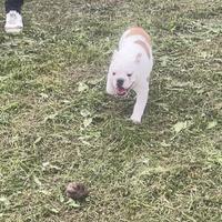 Cucciola Bulldog inglese allevamento Enci