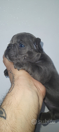 Bulldog francese blu