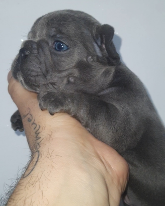 Bulldog francese blu