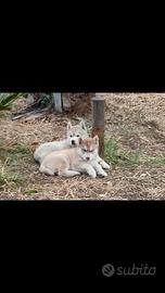 Husky Siberiani