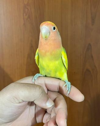 Pappagalli Inseparabili Gialli allevati a mano