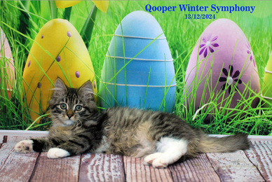 Cucciolo maschio di gatto siberiano ipoallergenico