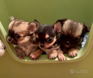 Chihuahua cuccioli