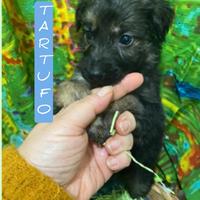 Tartufo 2 mesi