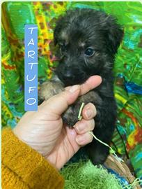 Tartufo 2 mesi