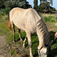 Cavallo stallone roano