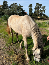 Cavallo stallone roano